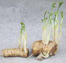 優(yōu)質(zhì)瓜蔞苗