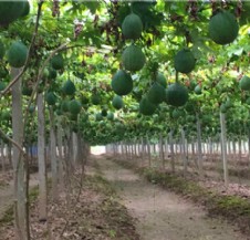 新品種-高產(chǎn)抗病