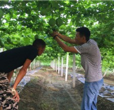 天寶瓜蔞包回收成品