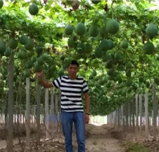 皖蔞8號基地展示