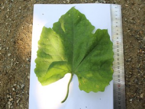 天寶2號基地展示