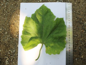 天寶2號基地展示