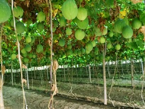 天寶2號(hào)基地展示