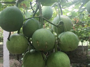 天寶2號(hào)基地展示