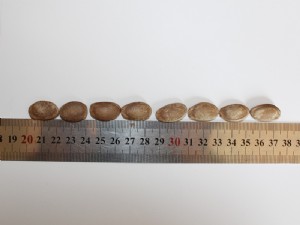 新品種天寶2號生籽對比