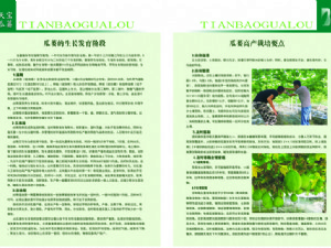 天寶瓜蔞種植技術指導