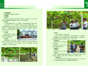 天寶瓜蔞種植技術指導