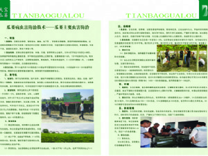 天寶瓜蔞種植技術指導